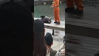 seal at seaworld shorts Cristian Lawal [upl. by Calen]