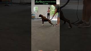 Training with a boxer  Nordom German Boxers Kennel  Boxer puppies for sale [upl. by Nitsir]