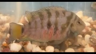 Convict Cichlid Breeding [upl. by Ruffi]