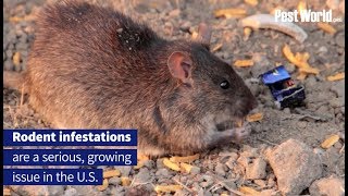 Tips to Keep Rodents Out of House  PestWorld [upl. by Hollinger282]