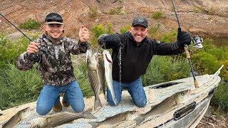 Lake Mead Is Drying up The Fish Are Starving Catch Clean Cook with Sin City Outdoors [upl. by Perrine]