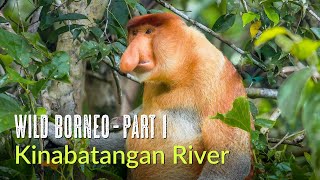 Wild Borneo  Kinabatangan River  Birds and Wildlife of Abai and Riverside Lodge  Malaysia 2024 [upl. by Anitrak]