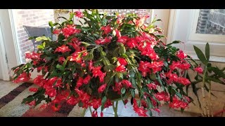 ThanksgivingChristmas Cactus Care Why do buds fall off the plant  Watch me water Big Red Nov 24 [upl. by Adnamal]