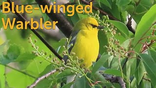 Bluewinged Warbler “BeeBuzz” Bird [upl. by Fry982]