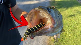 HELP IDENTIFY TOXIC WORM FOUND in FISHES MOUTH [upl. by Atterg181]