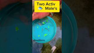 How to Breed Guppies for Color and Quality🤨🤫PART 1 guppyfish shorts viral mollyfeeding [upl. by Gemmell]