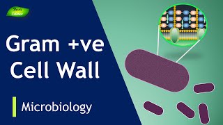 Grampositive cell wall  Bacterial membrane  lipoteichoic acids  Basic Science Series [upl. by Aceissej]