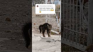 CemsukAilesi amcası ola😂hem yavru🐈‍⬛hem yeni🐈‍⬛hemde tripli👈Tanıştırayım Necati🐈‍⬛ [upl. by Htebazle297]