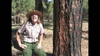 Ponderosa Pine  Living With Fire  Grand Canyon National Park [upl. by Evetta]