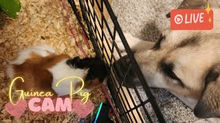 🔴 The one where Ollie bothers the pigs  Guinea Pig Cam 20 Sept 2024 [upl. by Pallas]