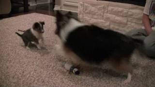 Sheltie plays with Sheltie Puppy [upl. by Elberfeld911]