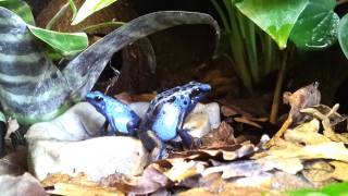 Dendrobates tinctorius quotAzureusquot  calling amp hunting [upl. by Anstus607]