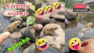 Catching frog funny make you laugh  funny cute animal  funny catc frog for fun [upl. by Nosyt]