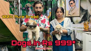 Cheapest Dogs Market In Delhi NCR  German Shepherd Retriever Pitbull  Dogs in 999 Srvvlogs33 [upl. by Ydnahs521]