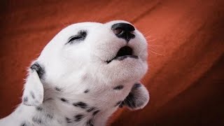 Puppies Barking  Cute Puppies Barking Compilation [upl. by Annohs]