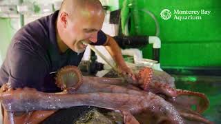 Stuck on you caring for our giant Pacific octopus [upl. by Georgianne]