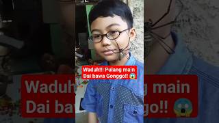 Kaka Dai bawa pulang Gonggo videoshort shorts labalaba spider spiderman gonggo labalabakayu [upl. by Nickolaus]