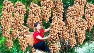 How To Harvest Langsat Fruit amp Goes To Market Sell  Harvesting And Cooking  Lý Song Ca [upl. by Waylan5]