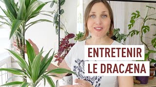 Comment cultiver le dracæna ou dragonnier [upl. by Andrews]