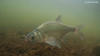 Bronze Bream Abramis brama amp Silver Bream Blicca bjoerkna Underwater UK [upl. by Aicilas]