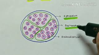 facial nerve anatomy and disorder  Bells palsy  ENT  English [upl. by Alekram962]