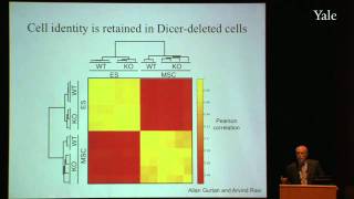 Roles of RNA in Gene Regulation [upl. by Caddric]