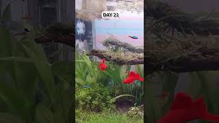 View 100 days of green aquatic plants in 10 seconds aquascape aquarium garden [upl. by Gnilrad]