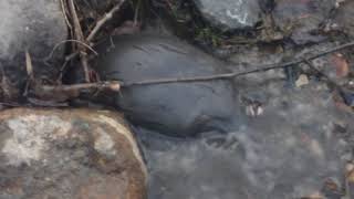 Schnabeltier  Platypus in Hobart Rivulet 19072018 28 [upl. by Ahselat]