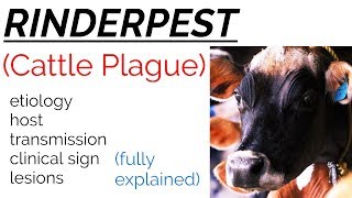 Rinder Pest  Cattle plague  etiology  transmission  clinical sign  lesions [upl. by Subak909]