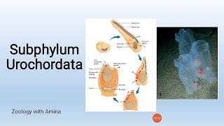 Phylum Chordata Subphylum Urochordata [upl. by Booma988]