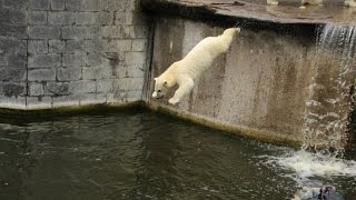 Eisbär Fiete springt im Zoo Rostock 12072015 [upl. by Cassandre]