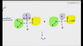 29 Formation of Dipeptides and Polypeptide Chain Cambridge AS amp A Level Biology 9700 [upl. by Richter]