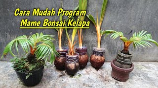 proses membuat bonsai kelapa dari 0 sampai sayat mawar [upl. by Drape]