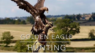 Falconry GOLDEN EAGLE [upl. by Magdau181]