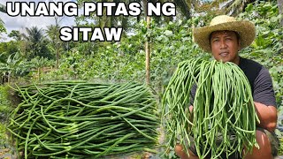 Dumarami na ang bunga ng SITAW unang pitas Pagtatanim ng Bagong Sitaw [upl. by Rufena]