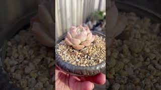 Echeveria Sarang echeveria succulent plants succulentobsession succulentvarieties miniature [upl. by Criswell618]