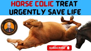 Unveil The Tricks And Tips To Treat Horse Colic And Save Life [upl. by Enaira931]