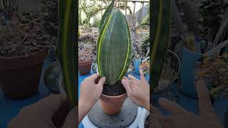 Dracaena Masoniana Whale Fin Variegata propagation  bikolanahardinera shortvideo propagation [upl. by Notslah]