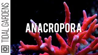 Anacropora Coral Care Tips [upl. by Pollux]