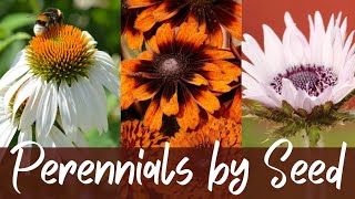 8 Perennials I Am Starting From Seed 🌱🌱🌱  Growing Perennials From Seed  Perennial Flowers [upl. by Phaidra]