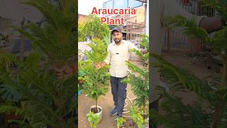 Araucaris Big Size Show Plant  खूबसूरत पौधे जिसे अपने बगीचा में जरुर लगाएं youtubeshorts plants [upl. by Einre481]