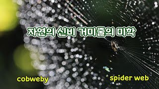 무지개빛 거미줄 사진  이슬방울 사진찍는법  미확인 비행물체  매크로렌즈 반사렌즈  cobweby art  spider web  4k [upl. by Gnahk]