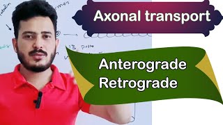 axonal transportanterograde transport retrograde transport [upl. by Namrehs479]