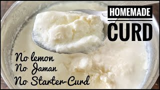 Make curd without the Jaman or Starter Curd  Make curd only with Milk and Chilli [upl. by Ettelrats]