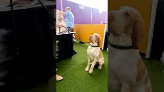 Bracco Italiano  147th Annual Westminster Kennel Club Dog Show [upl. by Selhorst]