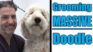 Grooming A Large Goldendoodle  Professional Tips [upl. by Sall]