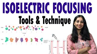 Isoelectric Focusing II Isoelectric Focusing of Proteins II Techniques [upl. by Noe535]