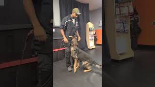 Ouch💣💣💣💣gsd igp psa schutzhund malinois bully obedience [upl. by Leiruh]