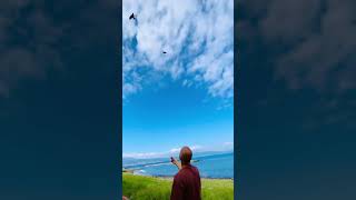 Feeding Sea Eagles 🦅 in Beppu Japan 🇯🇵 japan kyushu beppu 別府 shorts seaeagles seaeagle [upl. by Mauer]