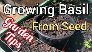 Growing Basil from Seed Tips [upl. by Skinner]